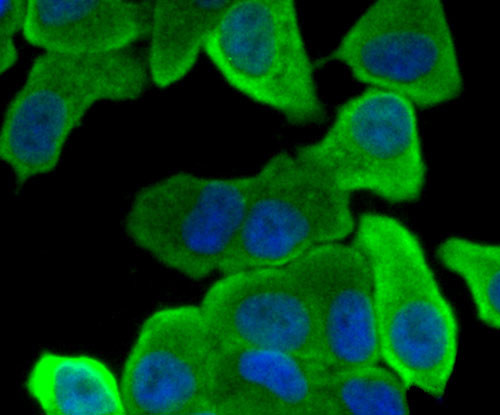 Hsc70 Antibody in Immunocytochemistry (ICC/IF)