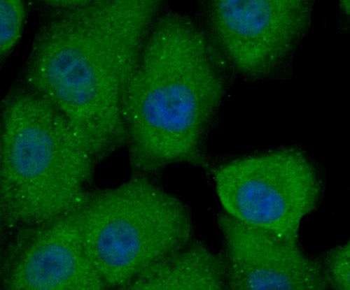 Hsc70 Antibody in Immunocytochemistry (ICC/IF)