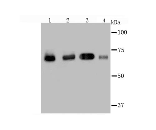 Hsc70 Antibody in Western Blot (WB)
