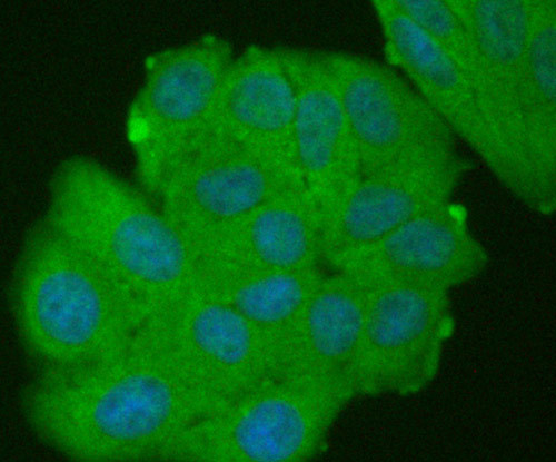 EGFR Antibody in Immunocytochemistry (ICC/IF)