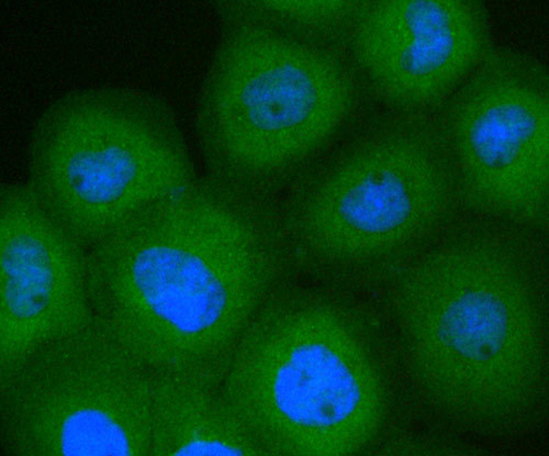 EGFR Antibody in Immunocytochemistry (ICC/IF)