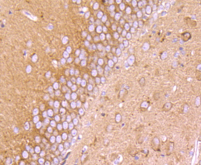 GM130 (cis-Golgi Marker) Antibody in Immunohistochemistry (Paraffin) (IHC (P))