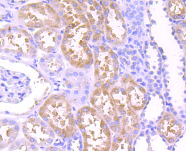 GM130 (cis-Golgi Marker) Antibody in Immunohistochemistry (Paraffin) (IHC (P))