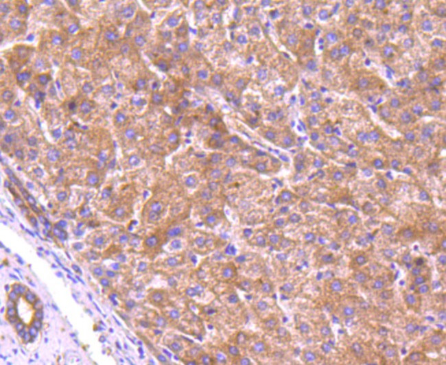 GM130 (cis-Golgi Marker) Antibody in Immunohistochemistry (Paraffin) (IHC (P))
