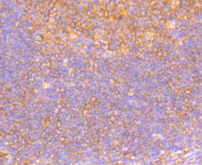 GM130 (cis-Golgi Marker) Antibody in Immunohistochemistry (Paraffin) (IHC (P))