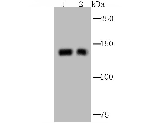 GM130 (cis-Golgi Marker) Antibody in Western Blot (WB)