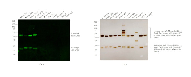 Mouse IgG (H+L) Secondary Antibody