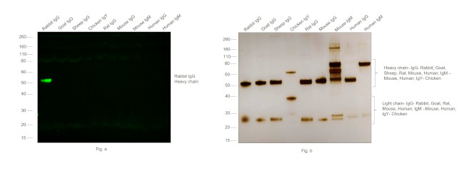 Rabbit IgG (H+L) Cross-Adsorbed Secondary Antibody in Western Blot (WB)