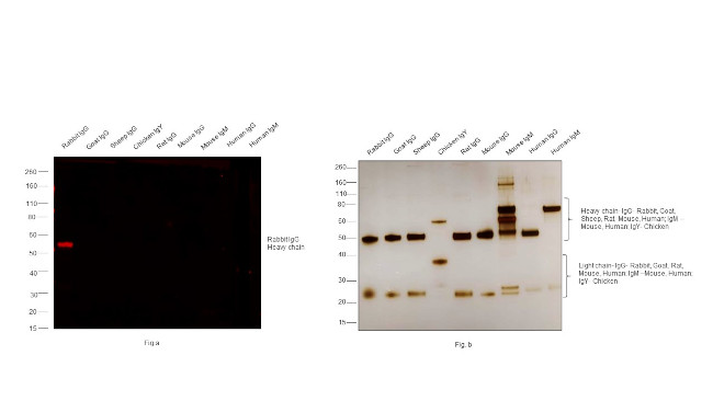 Rabbit IgG (H+L) Cross-Adsorbed Secondary Antibody in Western Blot (WB)