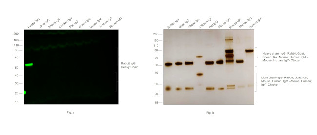 Rabbit IgG (H+L) Secondary Antibody in Western Blot (WB)