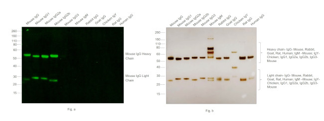 Mouse IgG (H+L) Cross-Adsorbed Secondary Antibody