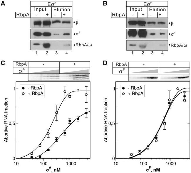 6x-His Tag Antibody in Western Blot (WB)