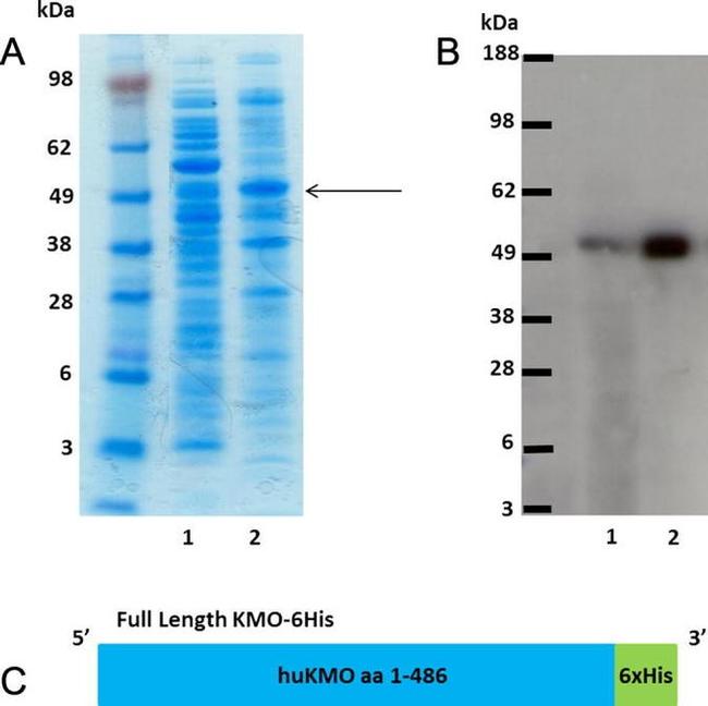 6x-His Tag Antibody in Western Blot (WB)