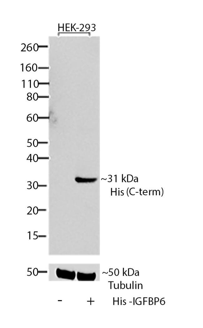 6x-His Tag Antibody in Western Blot (WB)