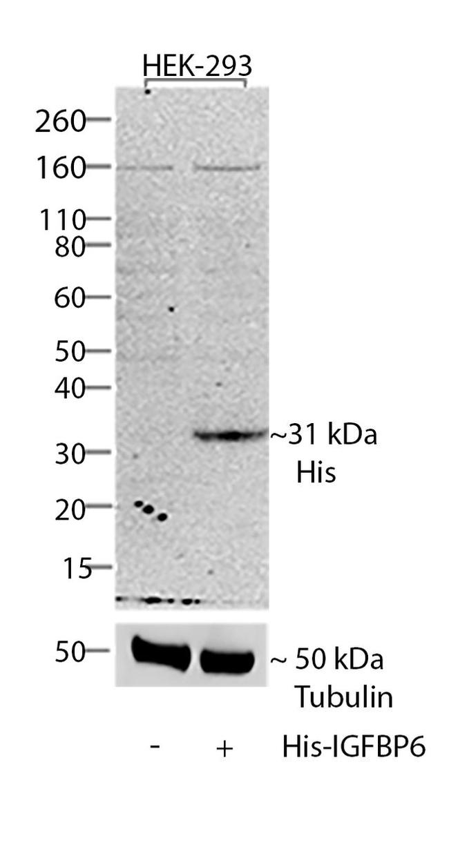 6x-His Tag Antibody in Western Blot (WB)