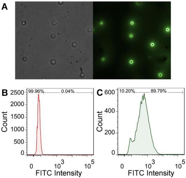 6x-His Tag Antibody in Flow Cytometry (Flow)