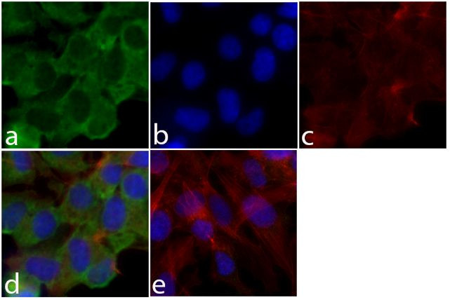 HisG Epitope Tag Antibody in Immunocytochemistry (ICC/IF)