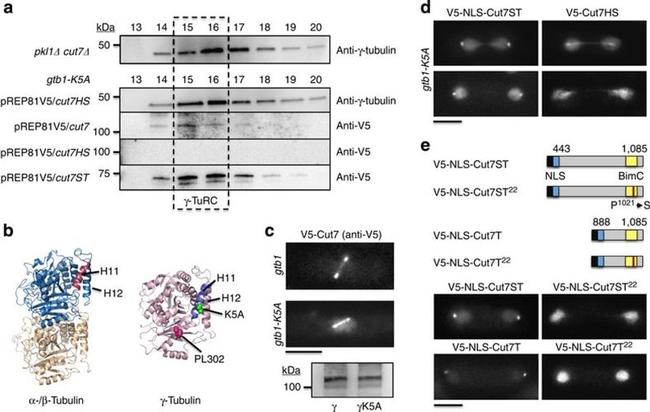 V5 Tag Antibody in Immunocytochemistry (ICC/IF)