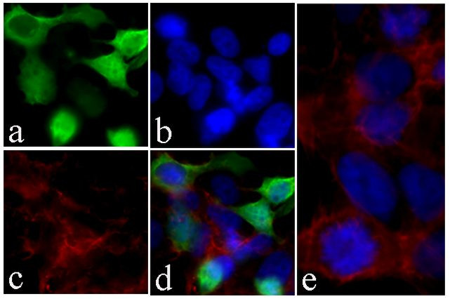 V5 Tag Antibody in Immunocytochemistry (ICC/IF)