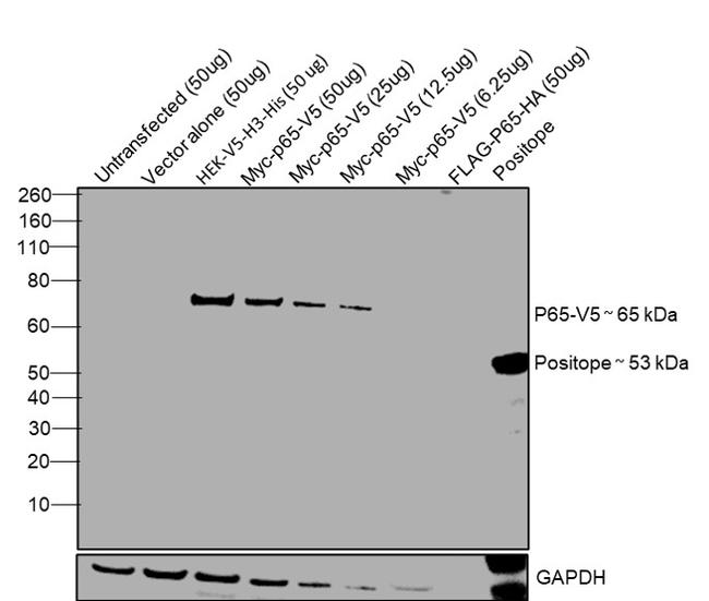 V5 Tag Antibody in Western Blot (WB)