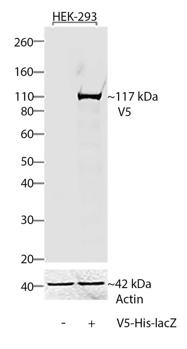 V5 Tag Antibody in Western Blot (WB)