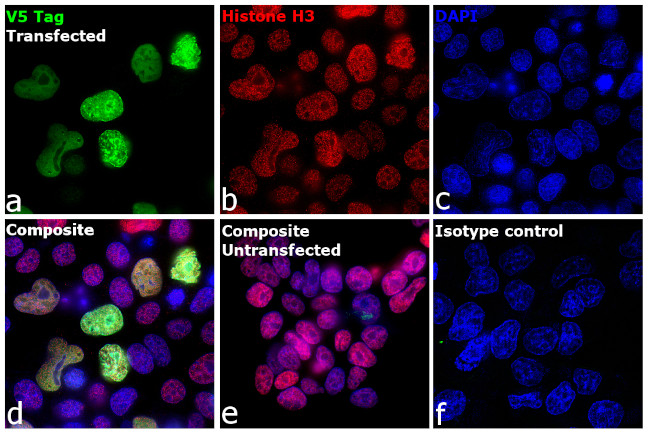 V5 Tag Antibody in Immunocytochemistry (ICC/IF)