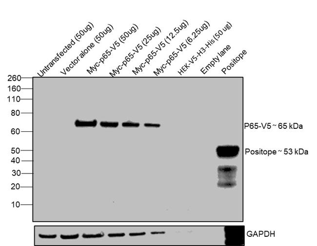 V5 Tag Antibody in Western Blot (WB)