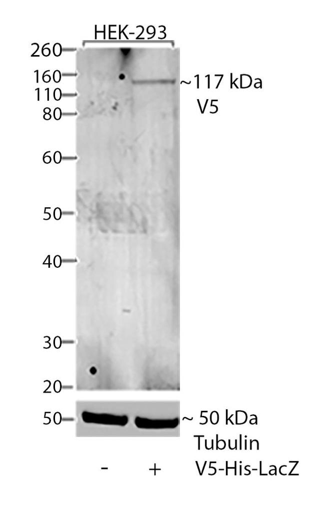 V5 Tag Antibody in Western Blot (WB)