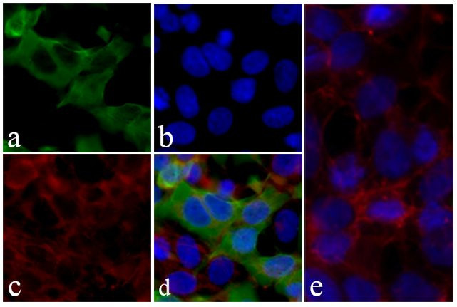 V5 Tag Antibody in Immunocytochemistry (ICC/IF)