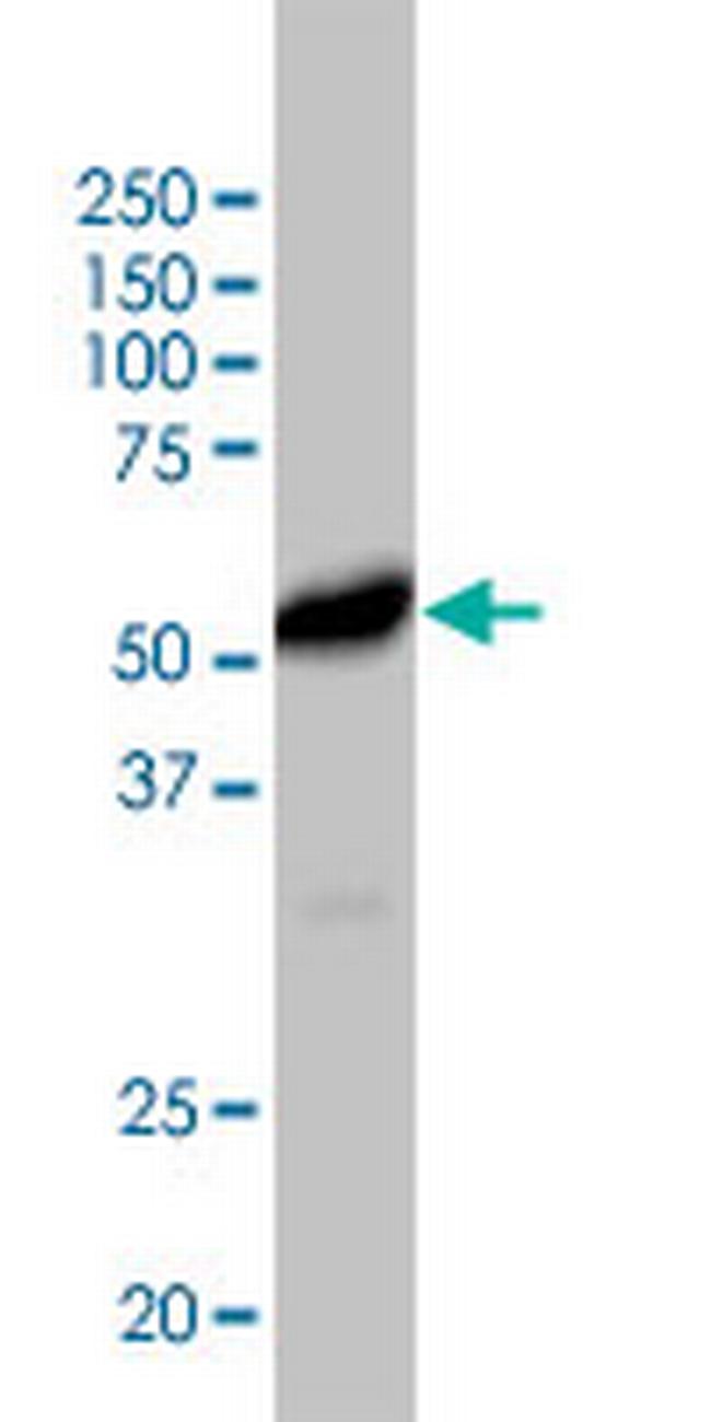 CD40 Antibody in Western Blot (WB)