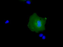 RAB17 Antibody in Immunocytochemistry (ICC/IF)