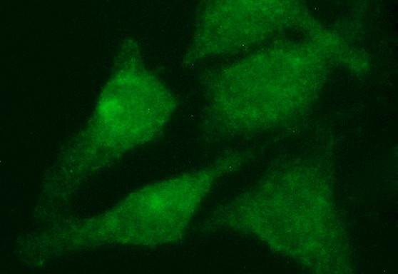 RAB21 Antibody in Immunocytochemistry (ICC/IF)