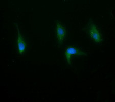 RAB21 Antibody in Immunocytochemistry (ICC/IF)