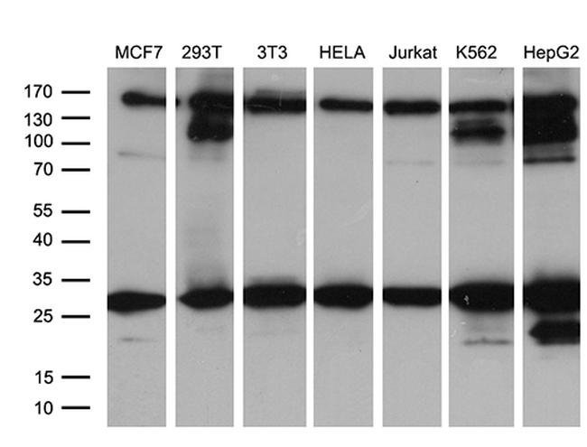 RAB23 Antibody in Western Blot (WB)