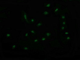 RAB30 Antibody in Immunocytochemistry (ICC/IF)