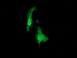 RAB30 Antibody in Immunocytochemistry (ICC/IF)