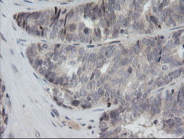 RAB30 Antibody in Immunohistochemistry (Paraffin) (IHC (P))