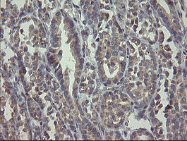 RAB30 Antibody in Immunohistochemistry (Paraffin) (IHC (P))