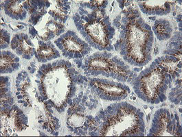 RAB30 Antibody in Immunohistochemistry (Paraffin) (IHC (P))