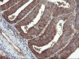 RAB30 Antibody in Immunohistochemistry (Paraffin) (IHC (P))