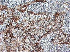 RAB30 Antibody in Immunohistochemistry (Paraffin) (IHC (P))