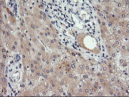 RAB30 Antibody in Immunohistochemistry (Paraffin) (IHC (P))