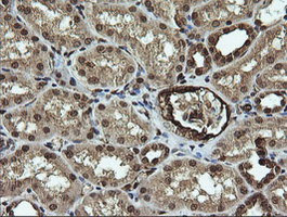 RAB30 Antibody in Immunohistochemistry (Paraffin) (IHC (P))