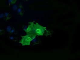 RAB37 Antibody in Immunocytochemistry (ICC/IF)