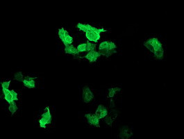 RAB37 Antibody in Immunocytochemistry (ICC/IF)