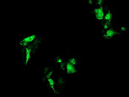 RAB37 Antibody in Immunocytochemistry (ICC/IF)