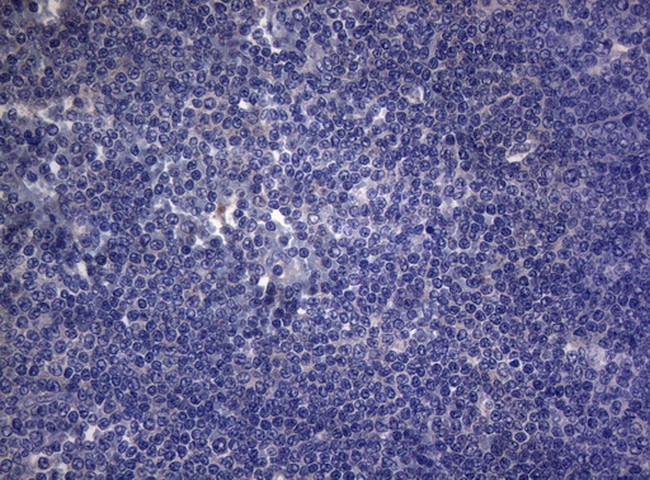 RAB3A Antibody in Immunohistochemistry (Paraffin) (IHC (P))