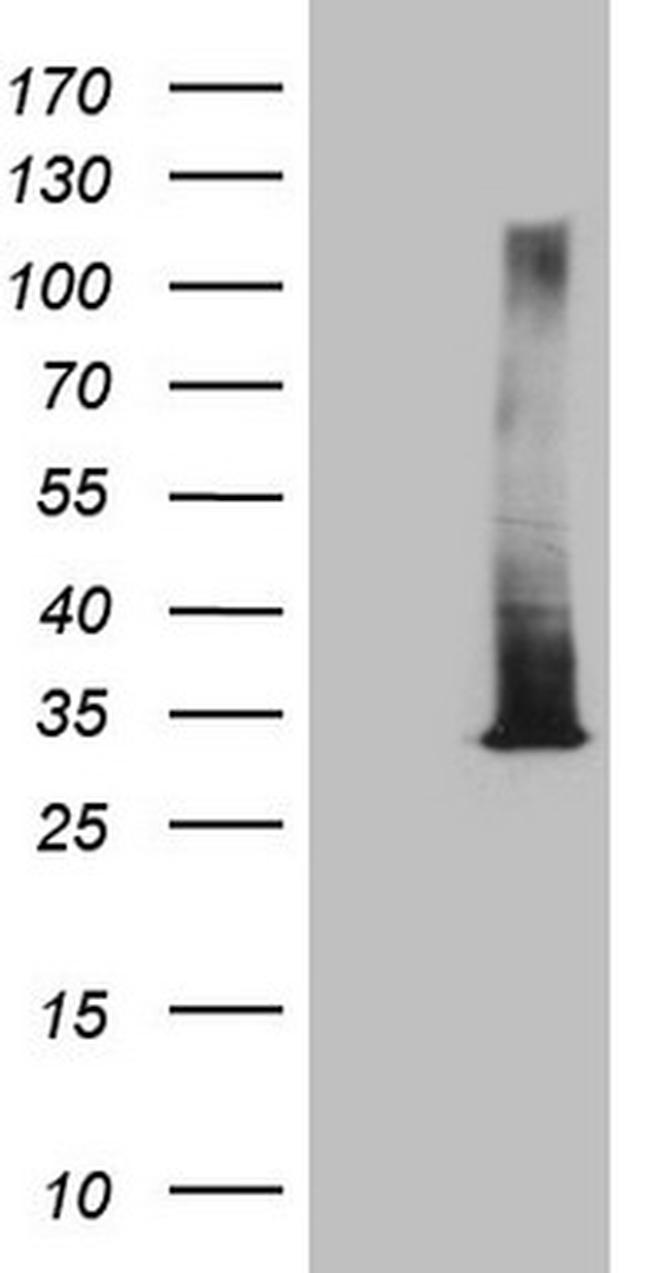 RAB3A Antibody in Western Blot (WB)