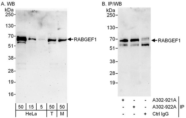 RABGEF1 Antibody in Western Blot (WB)