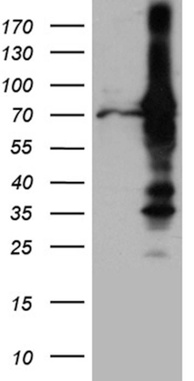 RACGAP1 Antibody in Western Blot (WB)